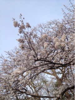 (untitled)